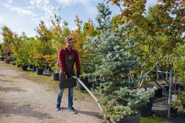 The Steps Involved in Our Tree Care Process in Swoyersville, PA